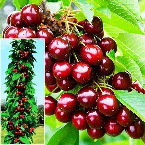 ������ ������ ������� ������������ ������   ����