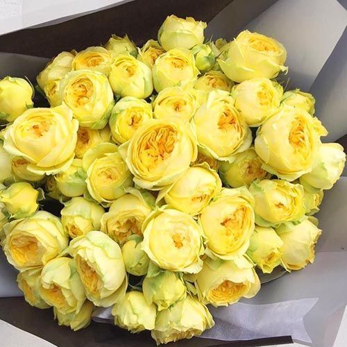 ������ ������ ���� ����� ��������   ����