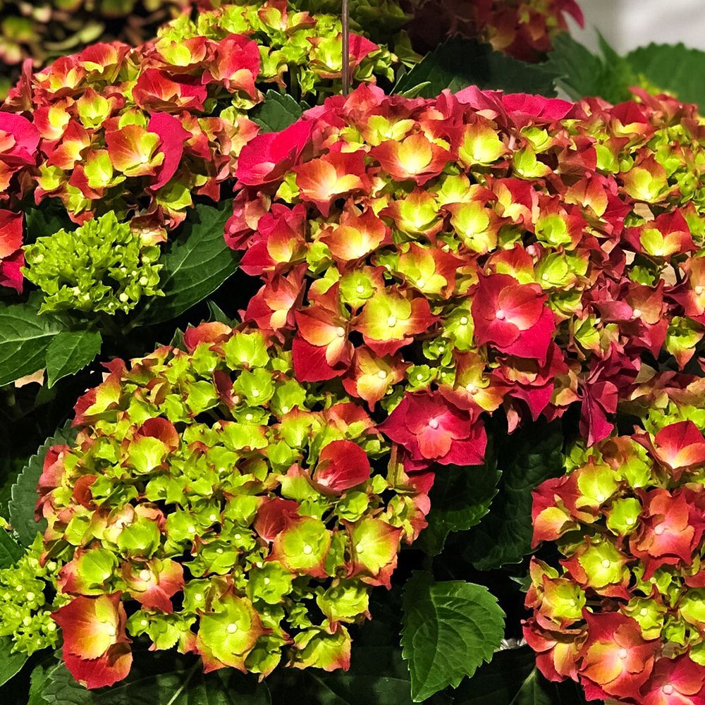 ������ ������ ��������� ������������� ���������������� ��� ����   ����