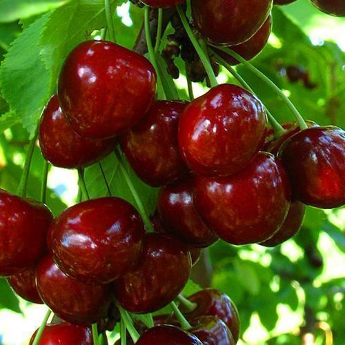 ������ ������ ������� ������   ����