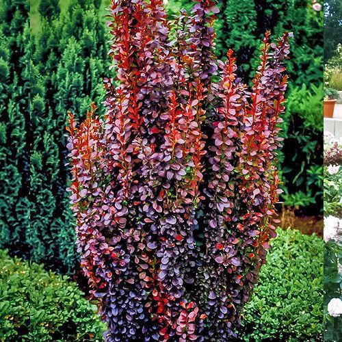 ������ ������ �������� �������� ������� ������   ����