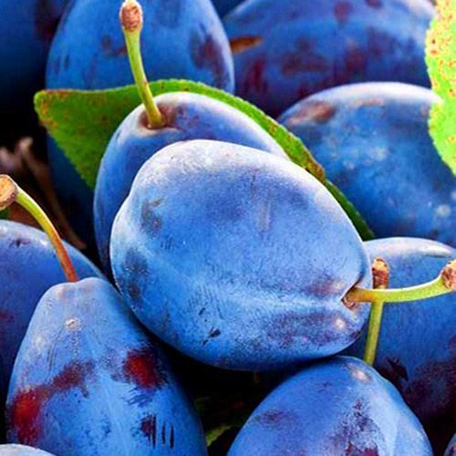 ������ ������ ����� �������� �����������   ����