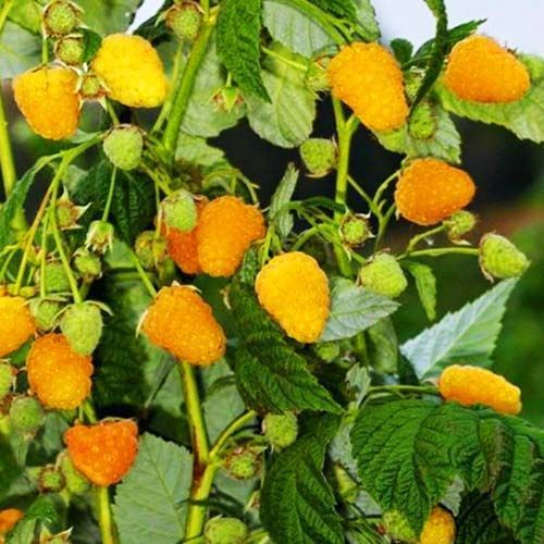 ������ ������ ��������� ������ ����   ����