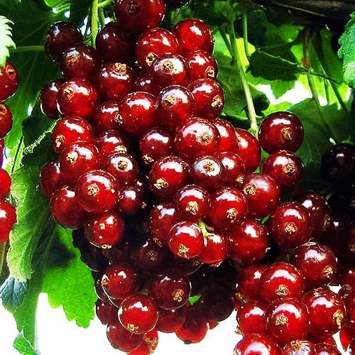 ������ ������ ��������� ������� ������   ����