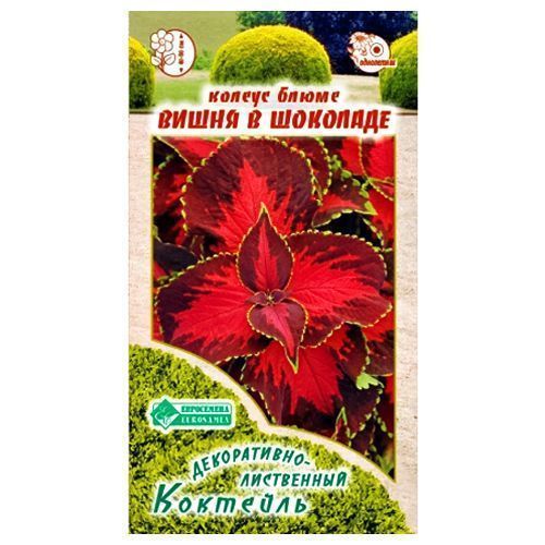 ������ ������ ������ ����� ����� � �������� ����������   ����