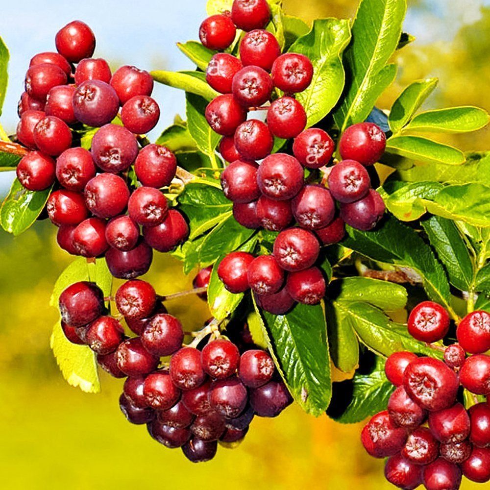 ������ ������ ������ ������� ��������   ����