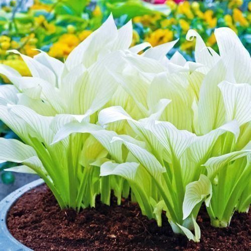 ������ ������ ����� ���� �����   ����