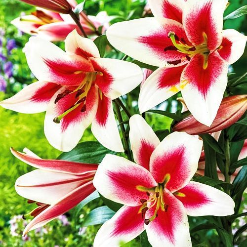 ������ ������ ����� ��-������ ������   ����