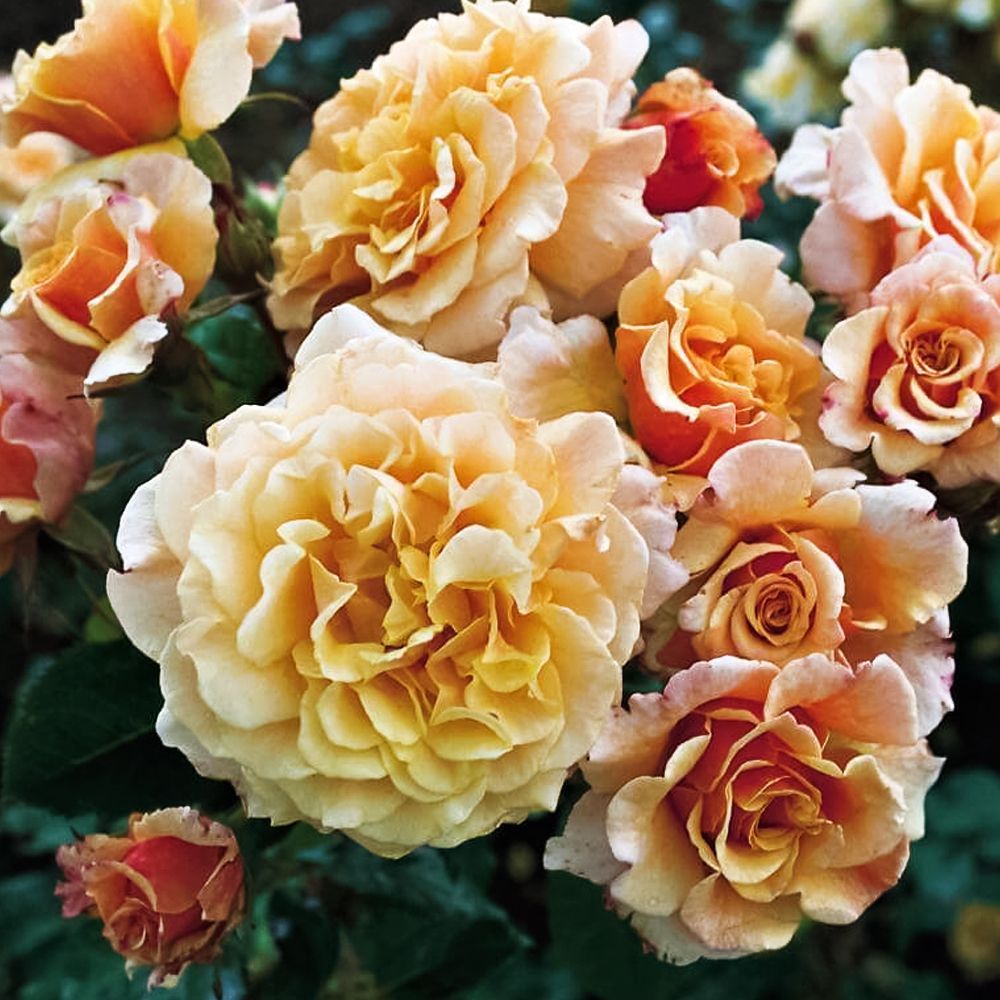 ������ ������ ���� ���� ��� �������� ������� ���������   ����