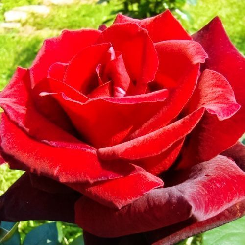 ������ ������ ���� �����-��������� ���������   ����