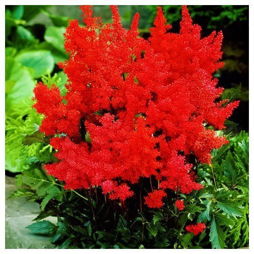 ������ ������ �������� �������� ����������   ����