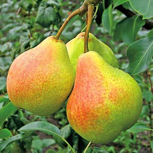 ������ ������ ����� ������ ��������   ����