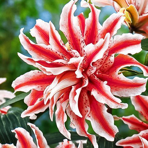 ������ ������ ����� ��������� �������� ������ ����   ����