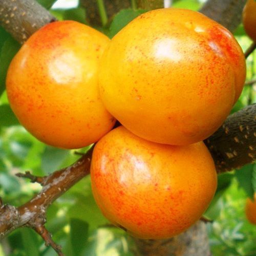 ������ ������ ������ (����������� ��������)   ����