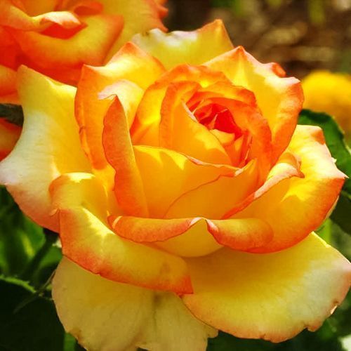 ������ ������ ���� �����-��������� �������   ����