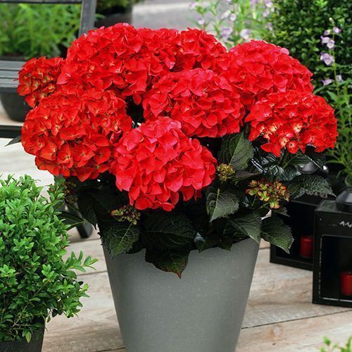 ������ ������ ��������� ������������� ��� �����   ����