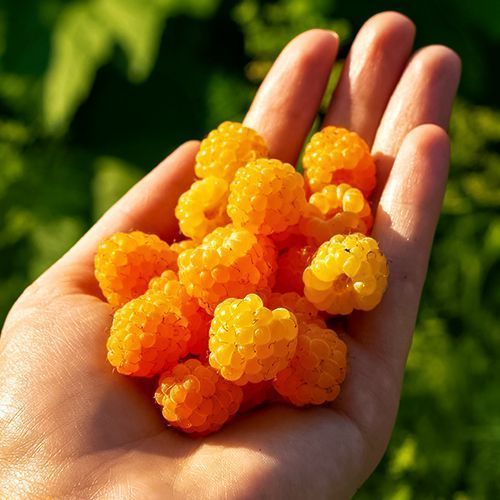 ������ ������ ������ ������������� ��������� ��������   ����