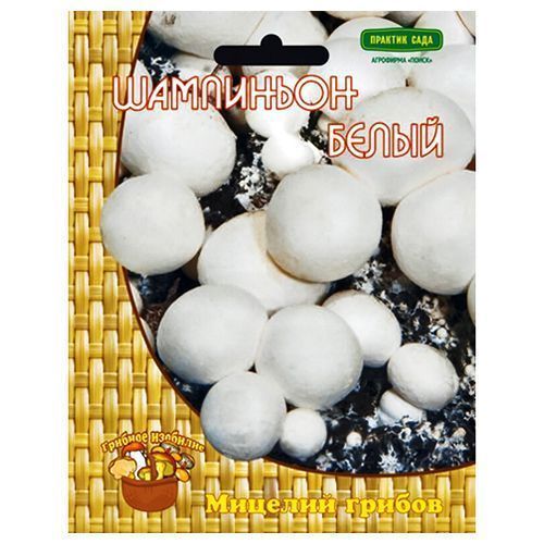 ������ ������ ��������� ����� �����   ����