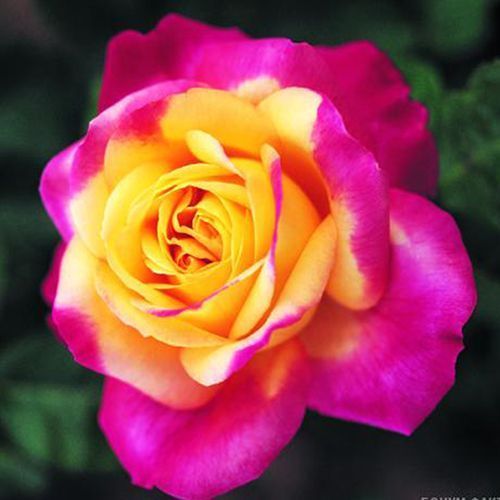 ������ ������ ���� �����-��������� ��������� ��������   ����