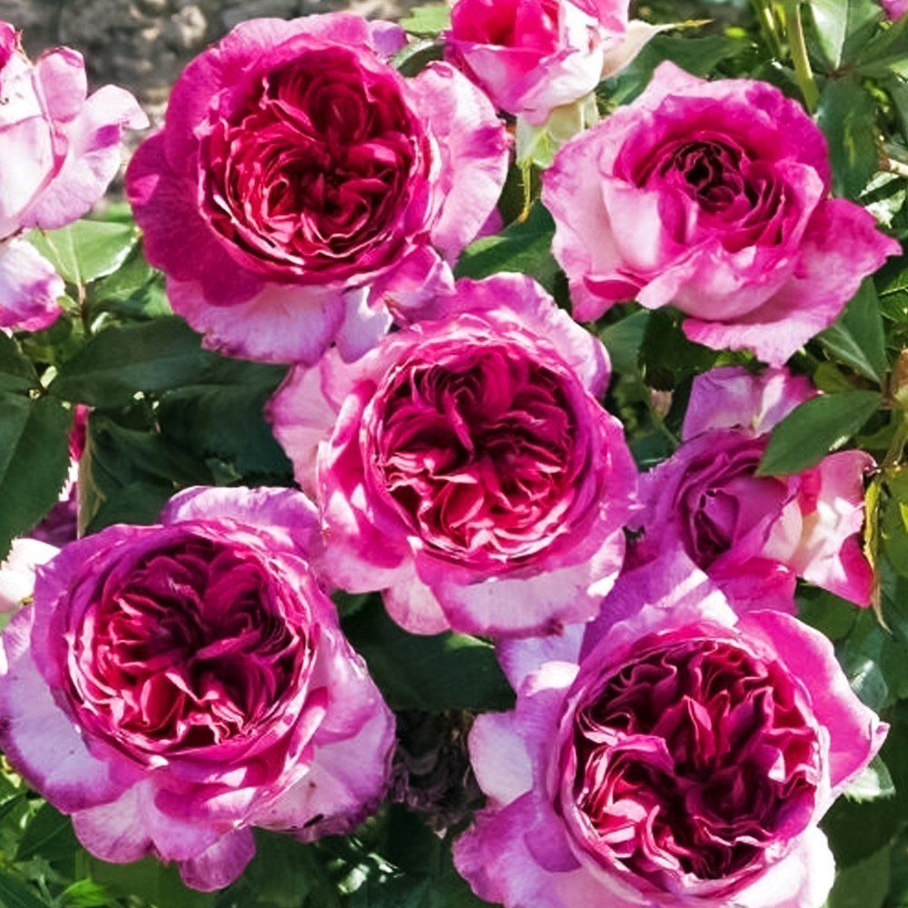 ������ ������ ���� ���������� ������� ������ �����   ����