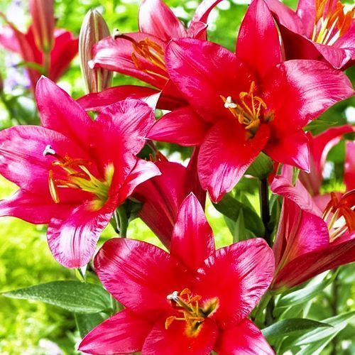 ������ ������ ����� ��-������ ����� �����   ����