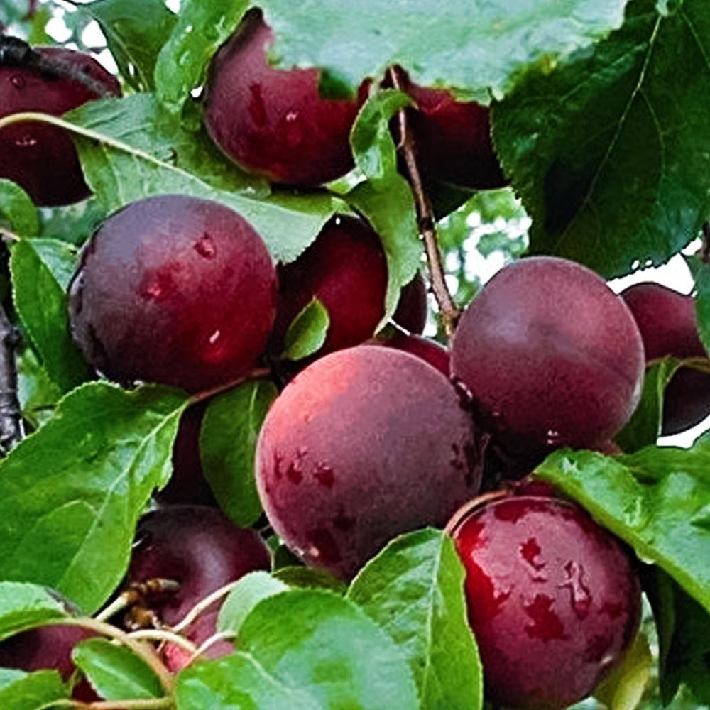 ������ ������ ������ (������ ����� � �������) ���� �����   ����