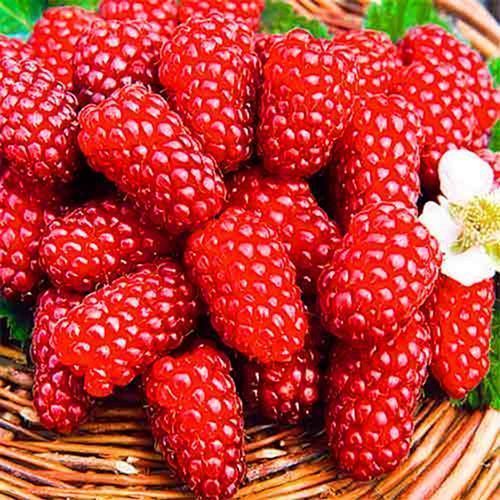 ������ ������ ������ ������������ ������ ���������   ����