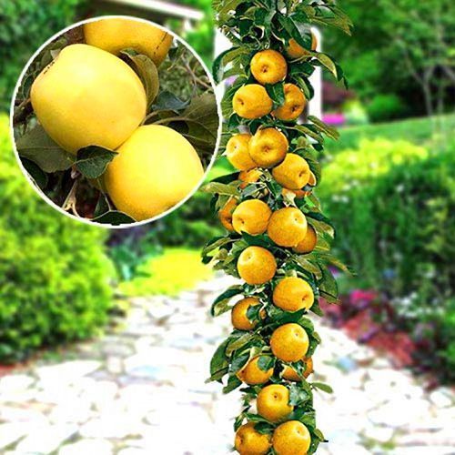 ������ ������ ������ ������������ �����   ����