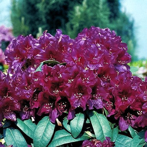 ������ ������ ����������� ��������� �������� ����   ����