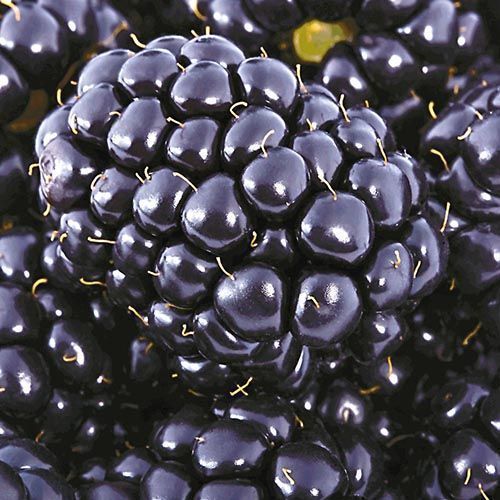 ������ ������ ������� ��� ���� XXL   ����