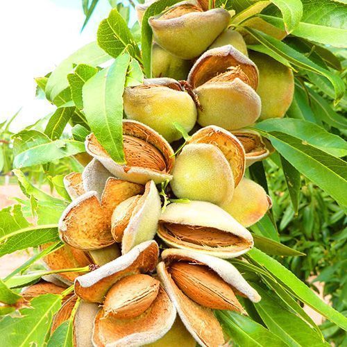 ������ ������ ������� ���������   ����