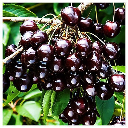 ������ ������ ����� ������ �������   ����