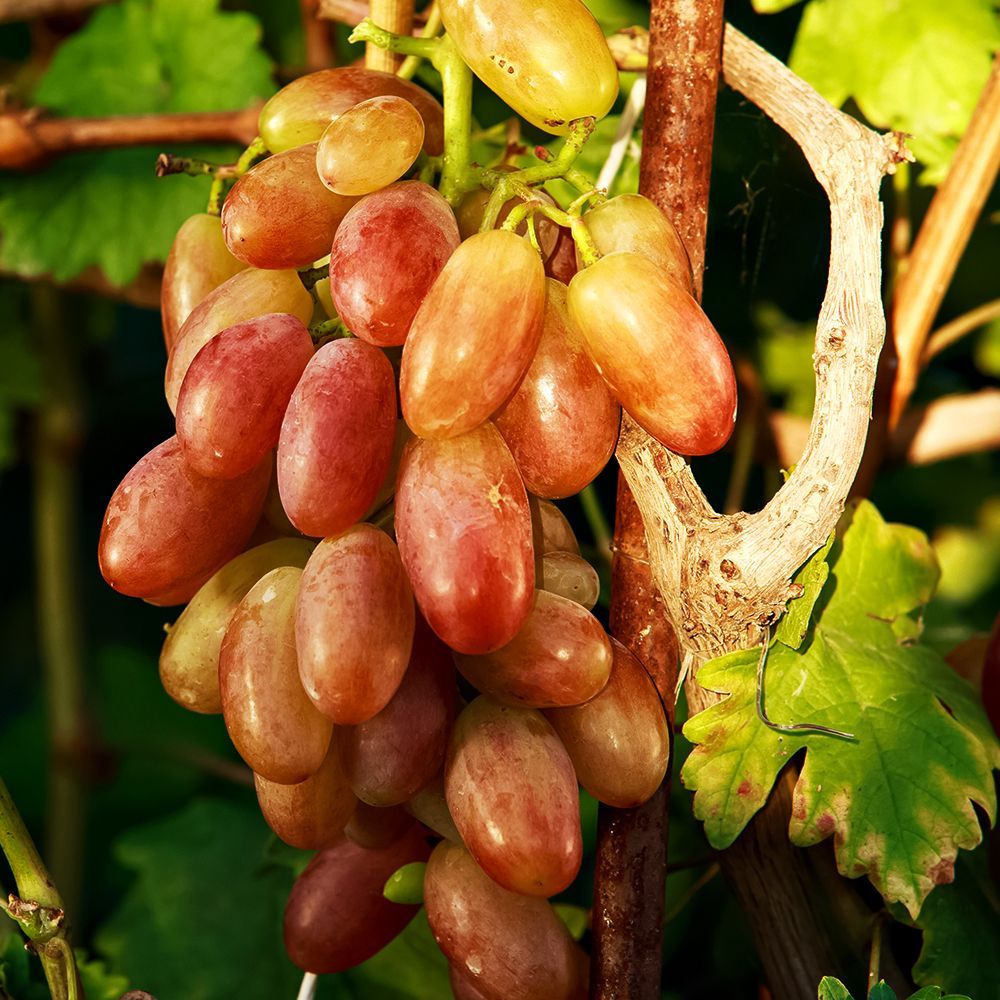 ������ ������ �������� ������������� �������   ����