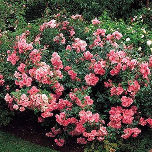 ������ ������ ���� �������������� ������   ����