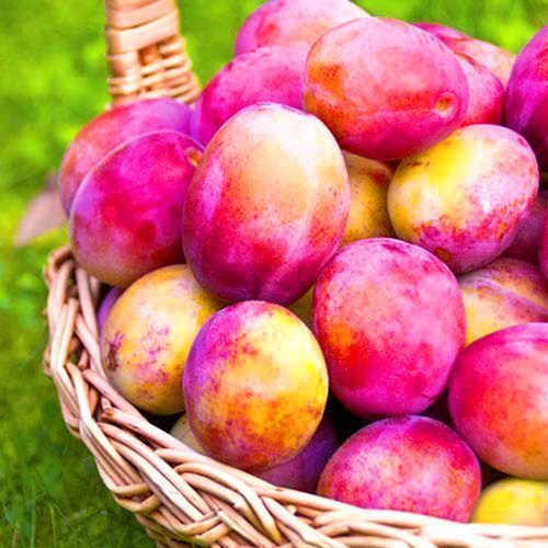 ������ ������ ����� ��������   ����