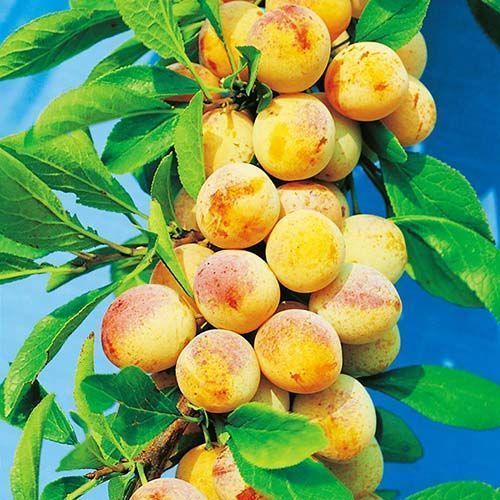 ������ ������ ����� ������������ ���������   ����