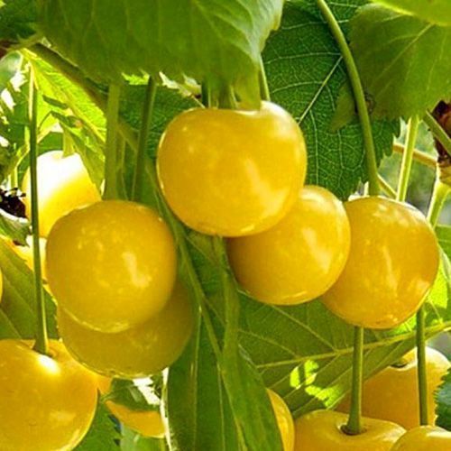 ������ ������ ������� ��������   ����