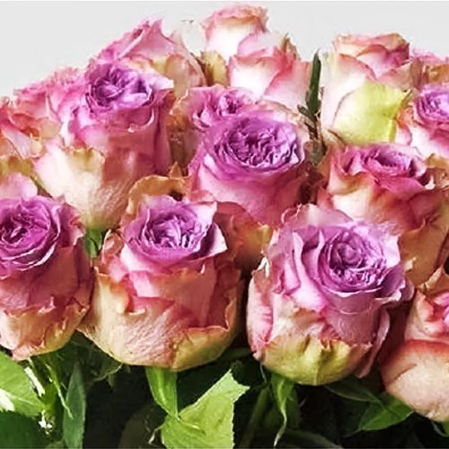 ������ ������ ���� �����-��������� ������� ������   ����