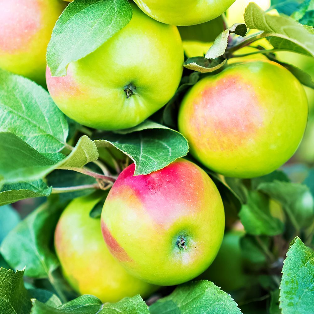 ������ ������ ������ ������������ ������� �����   ����