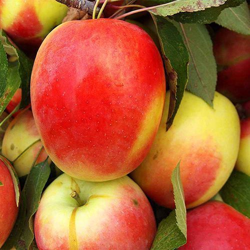 ������ ������ ������ �������� �����   ����