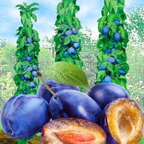 ������ ������ ����� ������������ ��� ����   ����