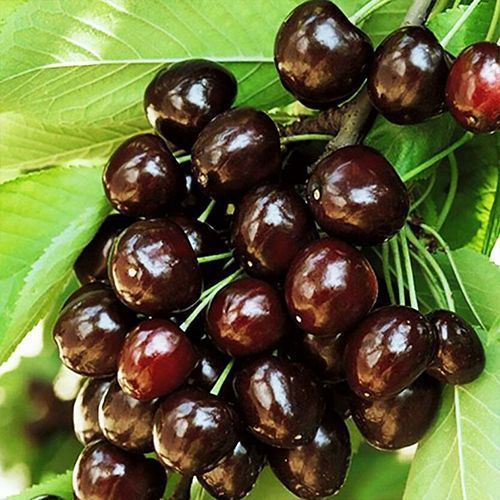 ������ ������ ������� ������   ����