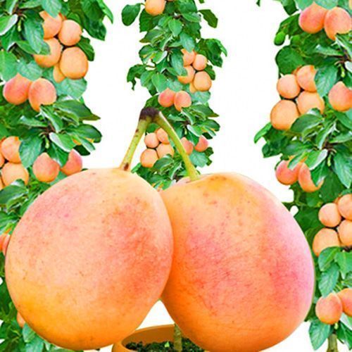 ������ ������ ����� ������������ �������   ����