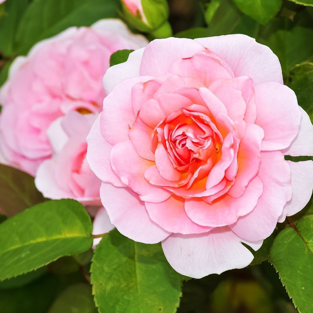 ������ ������ ���� ��������� ������ ����   ����