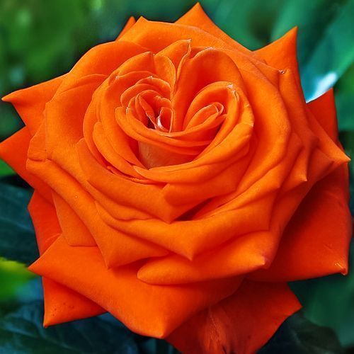 ������ ������ ���� �����-��������� ������   ����