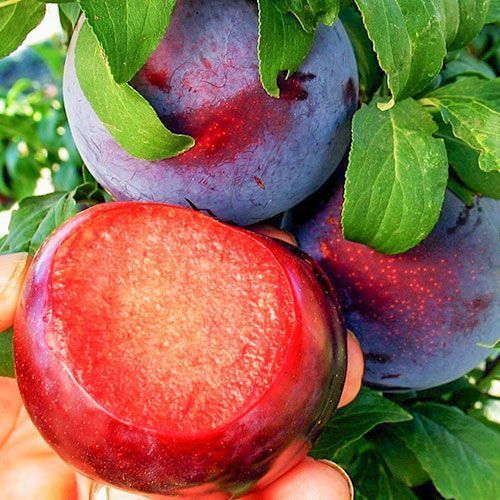 ������ ������ ����� ���� �������   ����