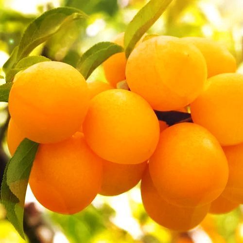 ������ ������ ����� ����� ������   ����