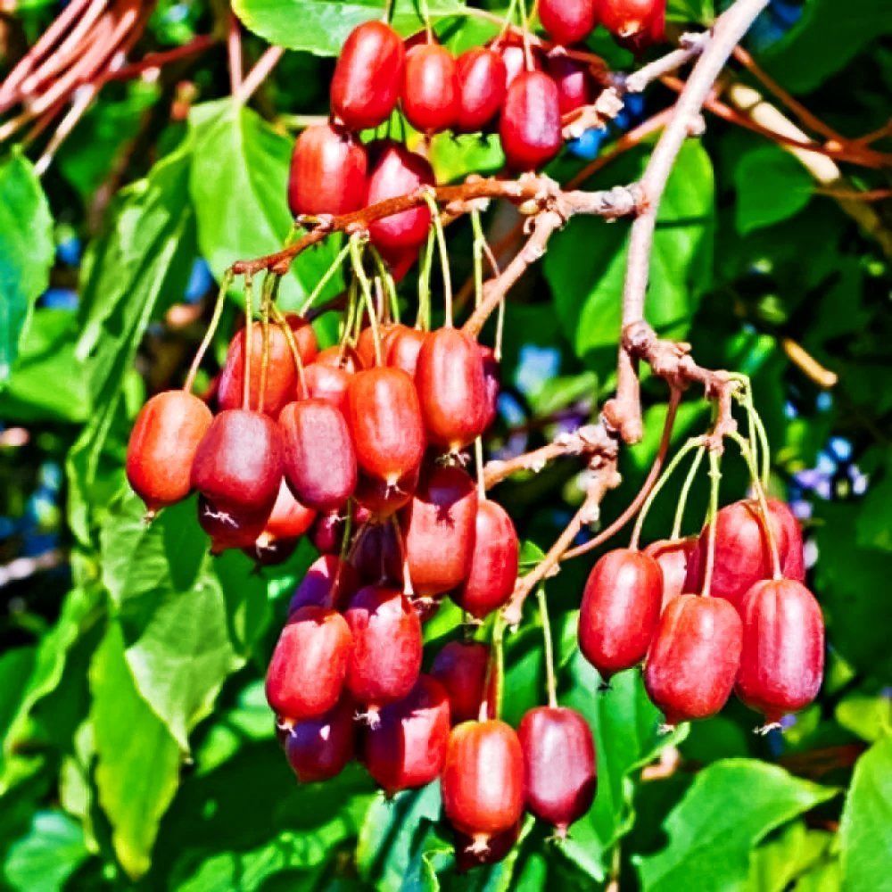 ������ ������ ��������� ������ ������� ��������� ����   ����