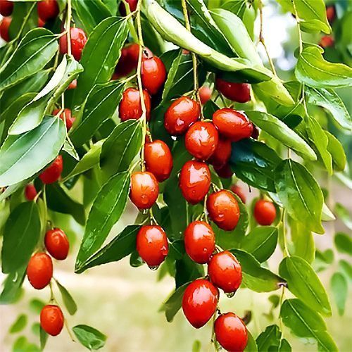 ������ ������ ������� ���������   ����