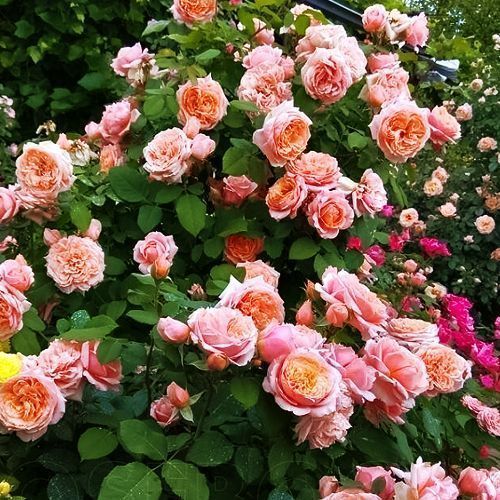 ������ ������ ���� ���� ���� �����   ����